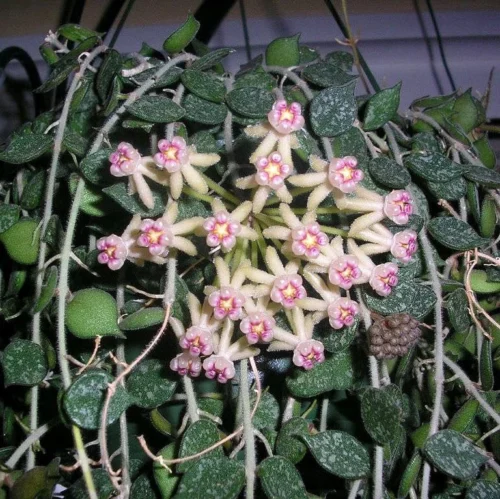 Hoya Curtisii Plant