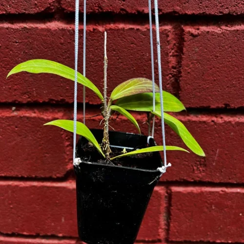 Hoya Cutis Porcelana Plant 5 Hoya Cutis Porcelana Plant -Plant Life Decor Shop HoyaCutisPorcelana 1