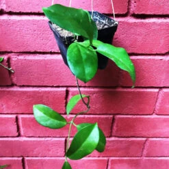 Hoya Dimorpha Plant -Plant Life Decor Shop HoyaDimorpha 1