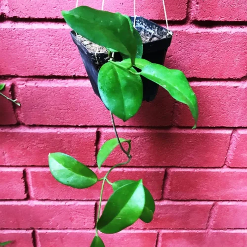 Hoya Dimorpha Plant -Plant Life Decor Shop HoyaDimorpha 1