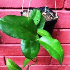 Hoya Dimorpha Plant -Plant Life Decor Shop HoyaDimorpha 2