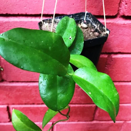 Hoya Dimorpha Plant -Plant Life Decor Shop HoyaDimorpha 2