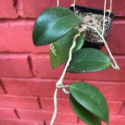 Hoya Dolichosparte Yellow Plant -Plant Life Decor Shop HoyaDolichoseparte 1