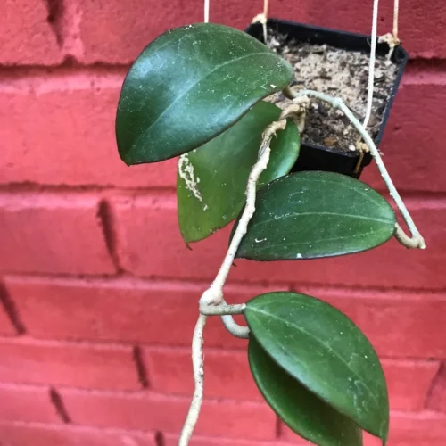 Hoya Dolichosparte Yellow Plant -Plant Life Decor Shop HoyaDolichoseparte 1