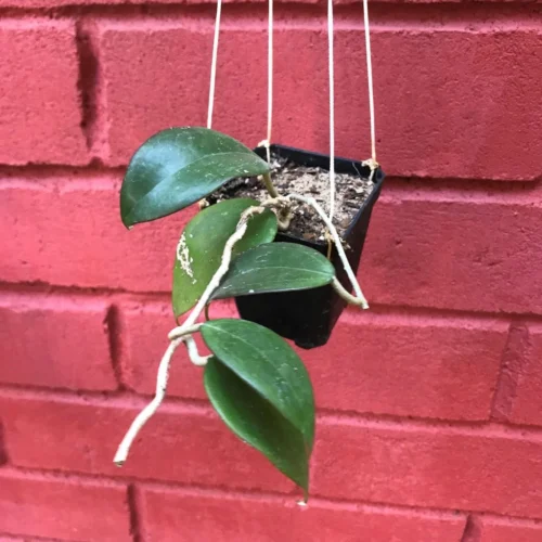 Hoya Dolichosparte Yellow Plant -Plant Life Decor Shop HoyaDolichoseparte