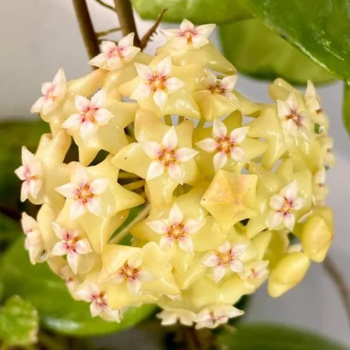 Hoya Dolichosparte Yellow Plant