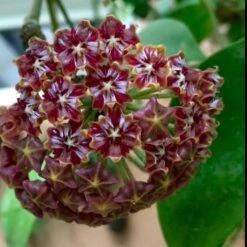 Hoya Elmeri Plant