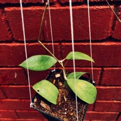 Hoya Elmeri Plant -Plant Life Decor Shop HoyaElmeri 2