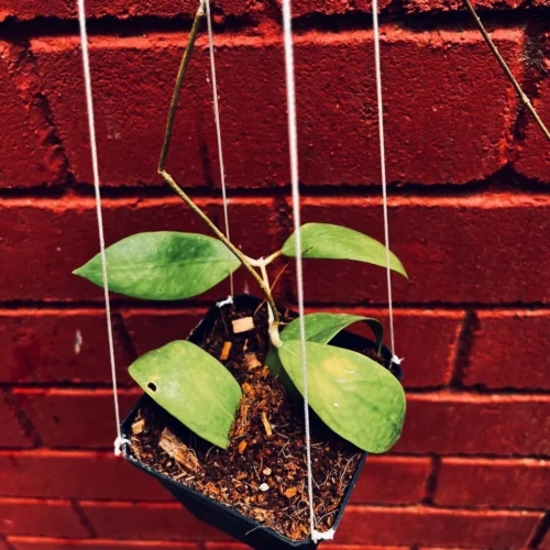 Hoya Elmeri Plant -Plant Life Decor Shop HoyaElmeri 3
