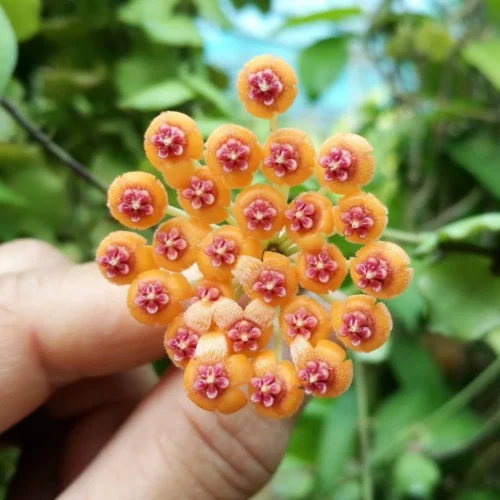 Hoya Endauensis Plant