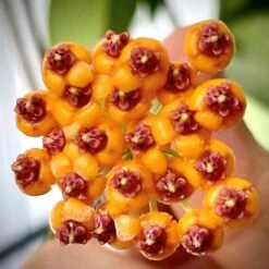 Hoya Endauensis Plant -Plant Life Decor Shop HoyaEndauensis
