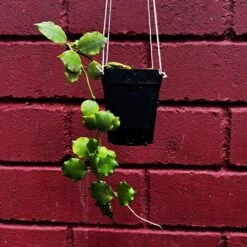 Hoya Endauensis Plant -Plant Life Decor Shop HoyaEndauensis 4