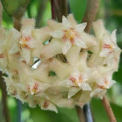 Hoya Erythrina Bajo Plant -Plant Life Decor Shop HoyaErythrinaBajo 2