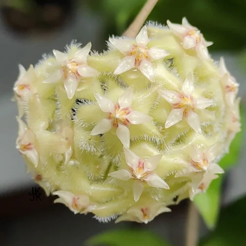 Hoya Erythrina Bajo Plant