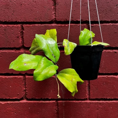 Hoya Erythrina Bajo Plant 10 Hoya Erythrina Bajo Plant -Plant Life Decor Shop HoyaErythrinaBajo 4