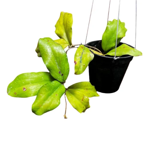 Hoya Erythrina Bajo Plant 11 Hoya Erythrina Bajo Plant -Plant Life Decor Shop HoyaErythrinaBajo 5