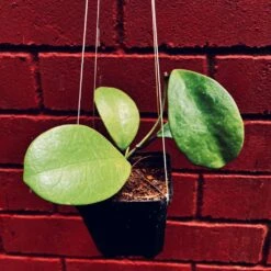 Hoya Excavata Plant -Plant Life Decor Shop HoyaExcavata