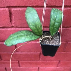 Hoya Finlaysonii Plant -Plant Life Decor Shop HoyaFinlaysonii 6