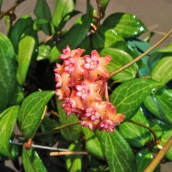 Hoya Fitchii Plant