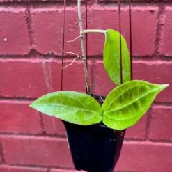 Hoya Flores Island Plant -Plant Life Decor Shop HoyaFloresIsland