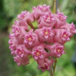 Hoya Flores Island Plant