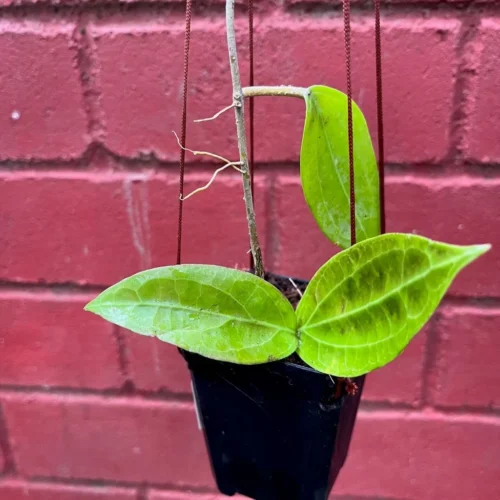 Hoya Flores Island Plant -Plant Life Decor Shop HoyaFloresIsland