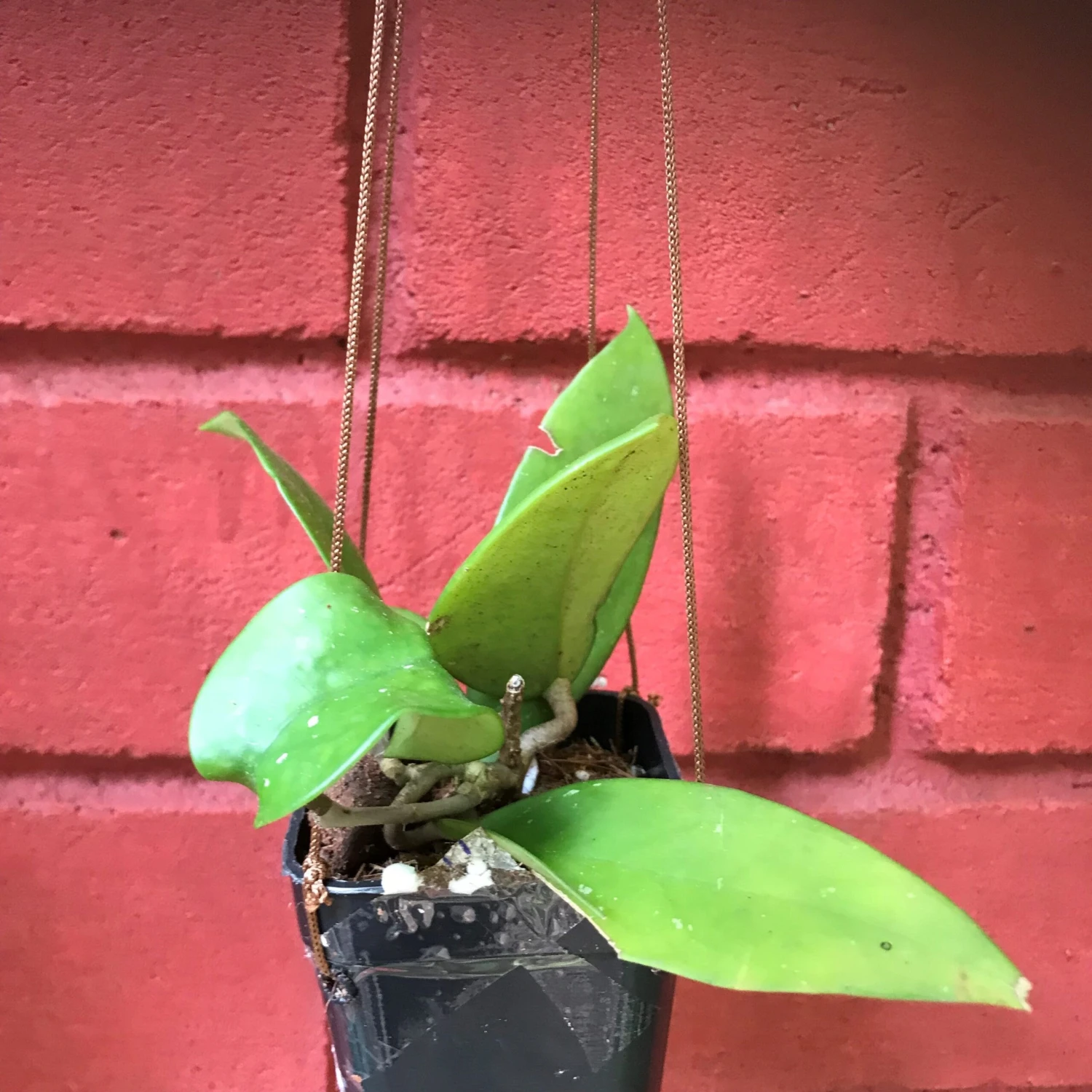 Hoya Fungii Plant 2 Hoya Fungii Plant - Image 2