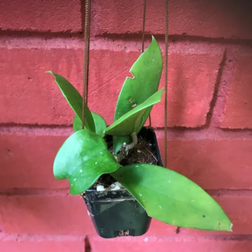 Hoya Fungii Plant -Plant Life Decor Shop HoyaFungii 2 scaled