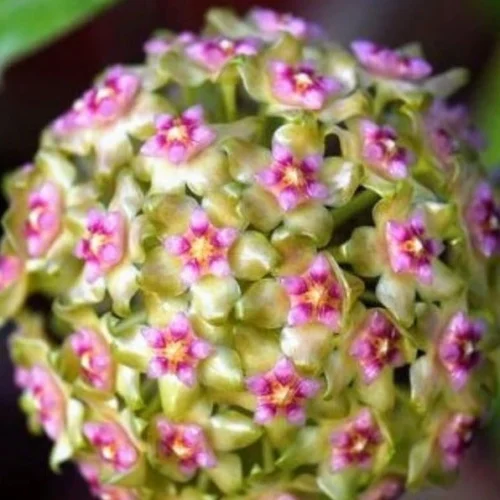 Hoya Glabra Borneo Plant -Plant Life Decor Shop HoyaGlabra 1