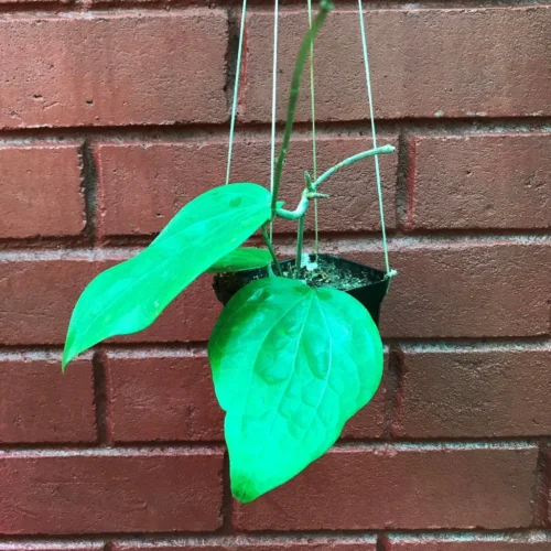 Hoya Glabra Borneo Plant -Plant Life Decor Shop HoyaGlabraBorneo 2