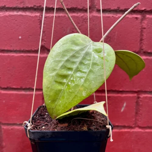 Hoya Glabra Borneo Plant -Plant Life Decor Shop HoyaGlabraBorneo 3