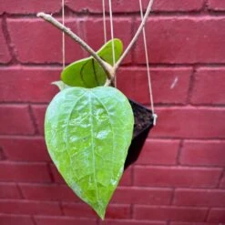 Hoya Glabra Borneo Plant 10 Hoya Glabra Borneo Plant -Plant Life Decor Shop HoyaGlabraBorneo 4 48c2e4a1 4ed3 4cf3 b680 9af236f2cc9e