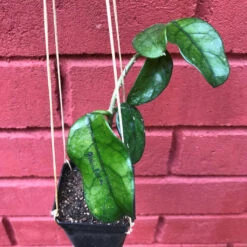 Hoya Globulosa Plant -Plant Life Decor Shop HoyaGlobulosa 2