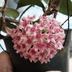 Hoya Hanhiae Pink Plant -Plant Life Decor Shop HoyaHanhiaepink 4