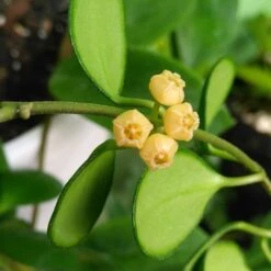 Hoya Heuschkeliana Yellow Plant -Plant Life Decor Shop HoyaHeuschkelianaYellow 2