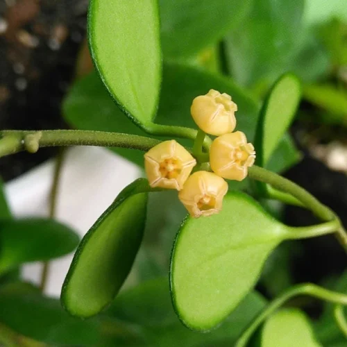 Hoya Heuschkeliana Yellow Plant 9 Hoya Heuschkeliana Yellow Plant -Plant Life Decor Shop HoyaHeuschkelianaYellow 2