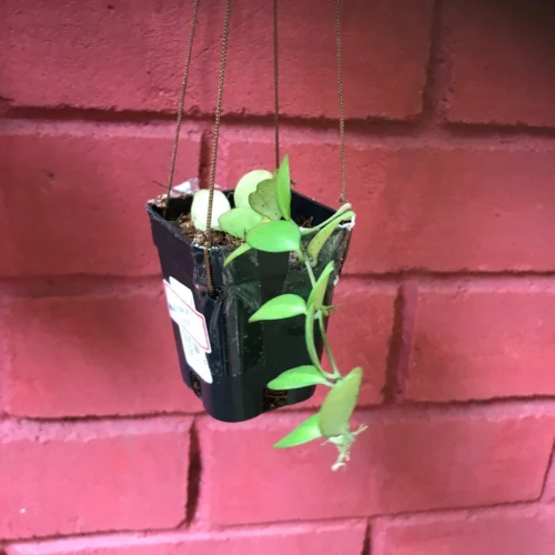 Hoya Heuschkeliana Pink Plant -Plant Life Decor Shop HoyaHeusckelianapink 2