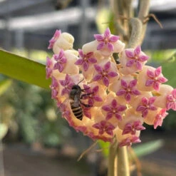 Hoya Icensis Plant -Plant Life Decor Shop HoyaIcensis 3