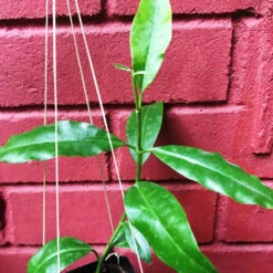 Hoya Imperialis Red Plant -Plant Life Decor Shop HoyaImperialRed 2