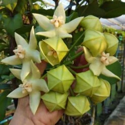 Hoya Imperialis White Plant