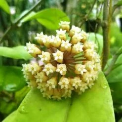 Hoya Incrassata Plant
