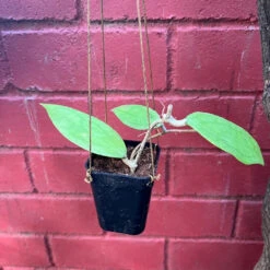 Hoya Jennifer Plant -Plant Life Decor Shop HoyaJennifer 6