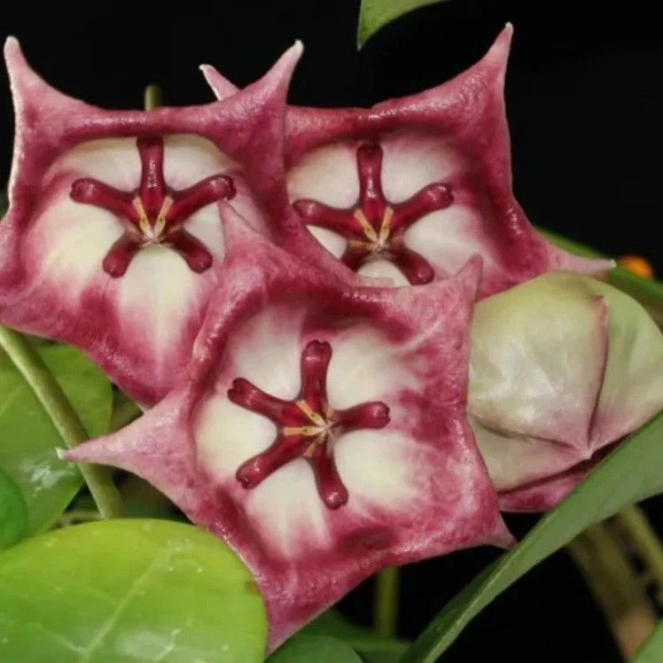 Hoya Kaimuki Plant 2 Hoya Kaimuki Plant - Image 2