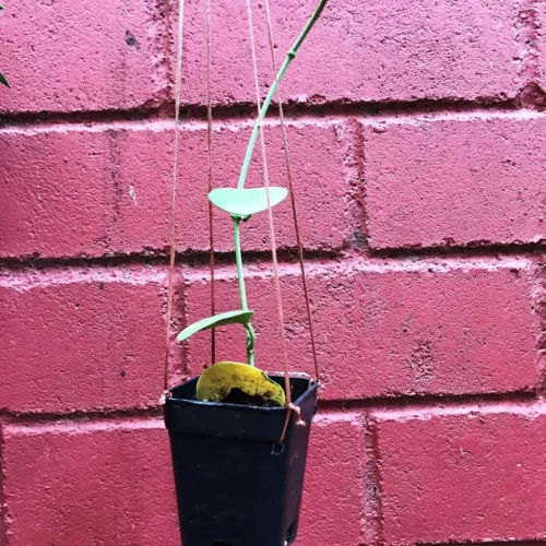 Hoya Kastbergii Plant 6 Hoya Kastbergii Plant -Plant Life Decor Shop HoyaKastbergii