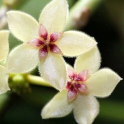 Hoya Kastbergii Plant -Plant Life Decor Shop HoyaKastergii 1
