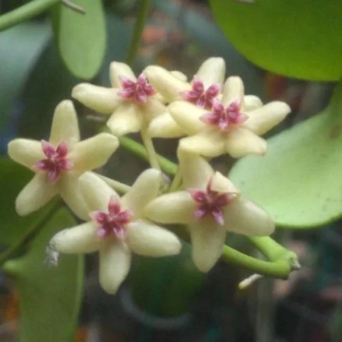 Hoya Kastbergii Plant