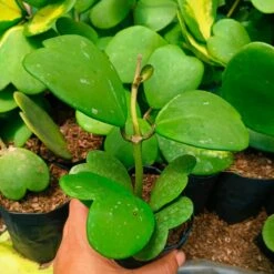 Hoya Kerrii Plant -Plant Life Decor Shop HoyaKerrii