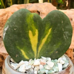 Hoya Kerrii Reverse Variegata Plant 7 Hoya Kerrii Reverse Variegata Plant -Plant Life Decor Shop HoyaKerriiVariegata 3