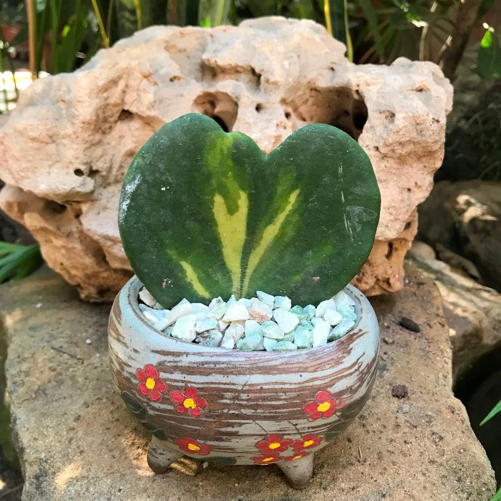 Hoya Kerrii Reverse Variegata Plant 1 Hoya Kerrii Reverse Variegata Plant