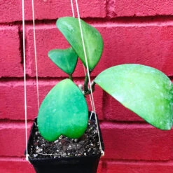 Hoya Kerrii Plant -Plant Life Decor Shop HoyaKerrii 2
